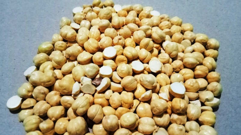 Kacang-Arab